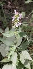 Stachys tenuifolia