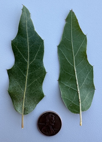 Robust Oak