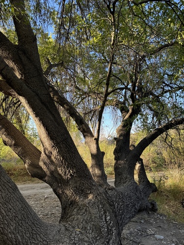Robust Oak