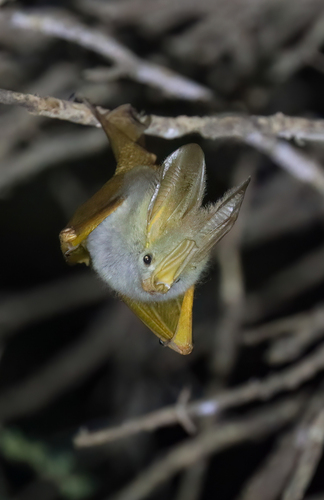 Yellow-winged Bat