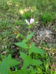 Rhexia mariana interior