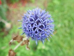 Echinops bannaticus