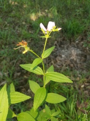 Rhexia mariana interior
