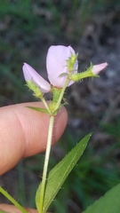 Rhexia mariana interior