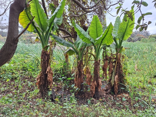Typhonodorum lindleyanum, photograph 6