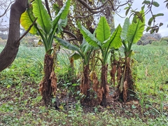 Typhonodorum lindleyanum, photograph author not stated, no rights reserved