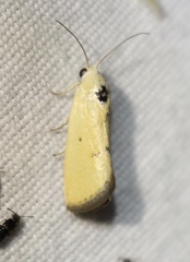 Ponometia tortricina