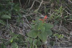 Sinningia bulbosa