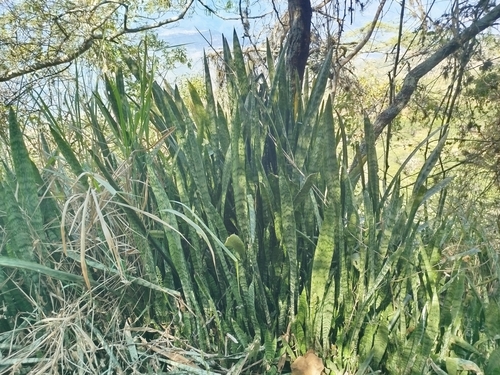 Image of Sansevieria trifasciata by (c) Ben Costamagna, some rights reserved (CC BY)