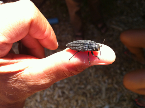 iNaturalist observation photo of Pink-faced jewel beetle
