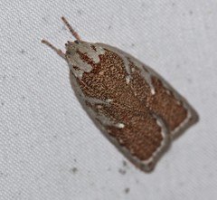 Euchaetis rhizobola