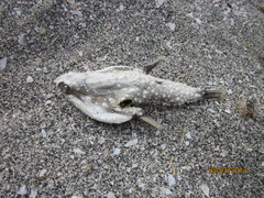 Ogcocephalidae