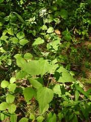 Ageratina altissima altissima