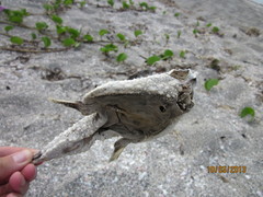 Ogcocephalidae