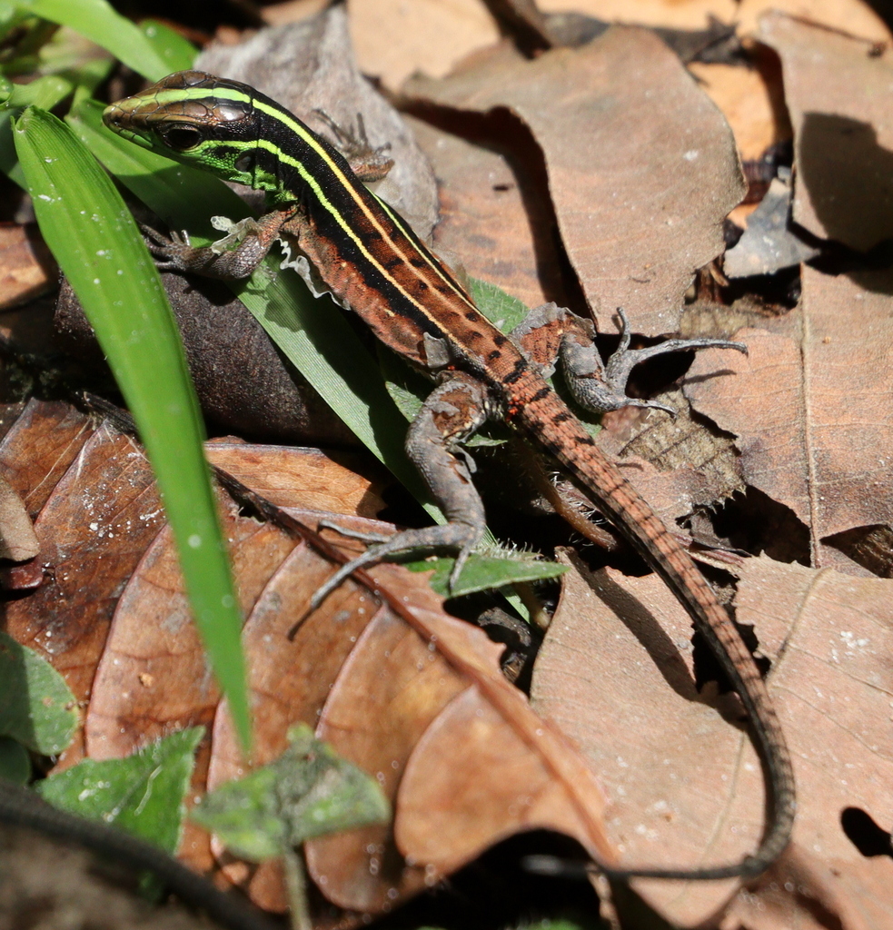Striped Forest Whiptail