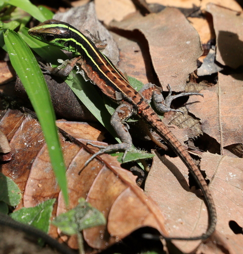 Striped Forest Whiptail