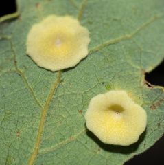 Andricus pattersonae