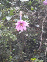 Passiflora cumbalensis