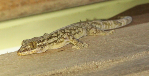 Turniptail Gecko, Thecadactylus rapicauda