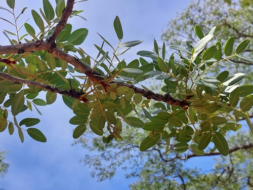 Foto de Pau-ferro-africano