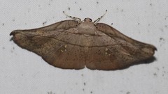 Xenomusa metallica