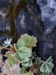 Potentilla villosa