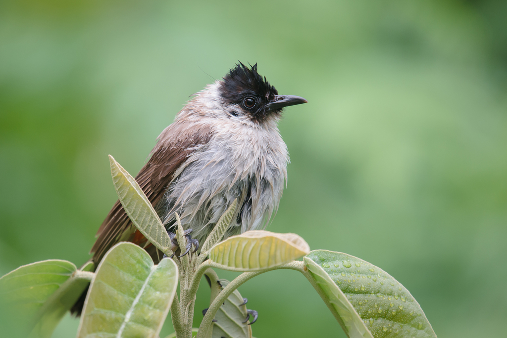 Sooty-headed Bulbul photo
