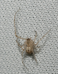 Mimetidae
