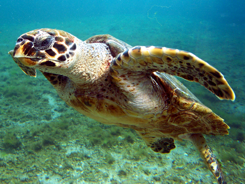 Hawksbill Sea Turtle