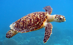 Hawksbill Turtle photo 3