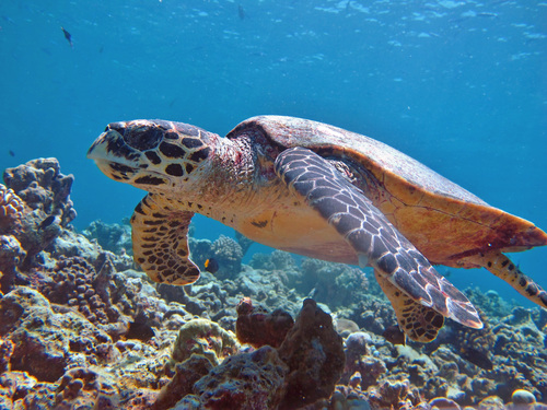 Hawksbill Sea Turtle