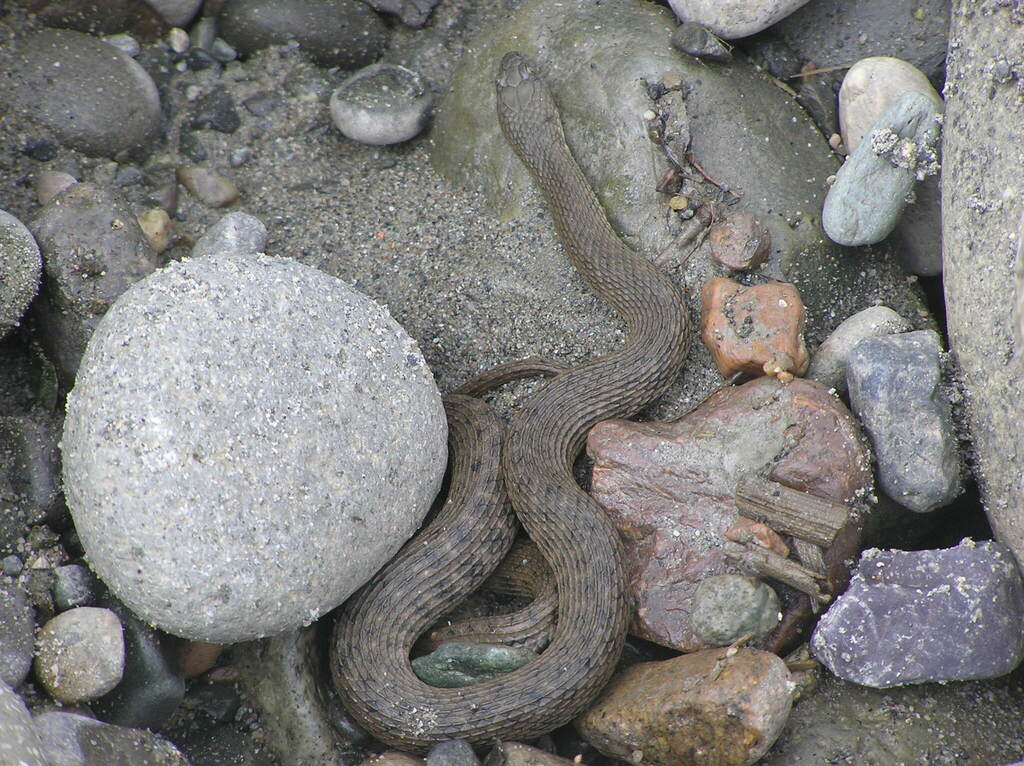 Spiral Keelback (Helicops petersi)