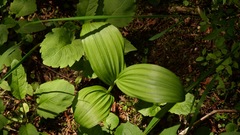 Veratrum viride eschscholtzianum