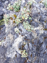 Potentilla villosa