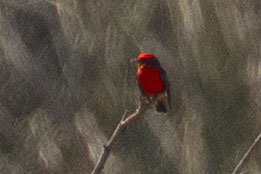 iNaturalist observation photo of Vermilion Flycatcher