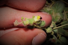 Kickxia spuria integrifolia