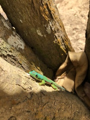 Phelsuma lineata