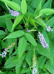 Orbexilum onobrychis