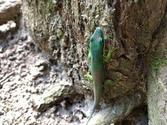 Phelsuma lineata