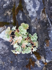 Potentilla villosa