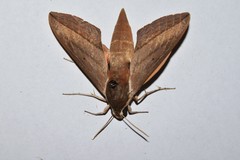 Theretra alecto