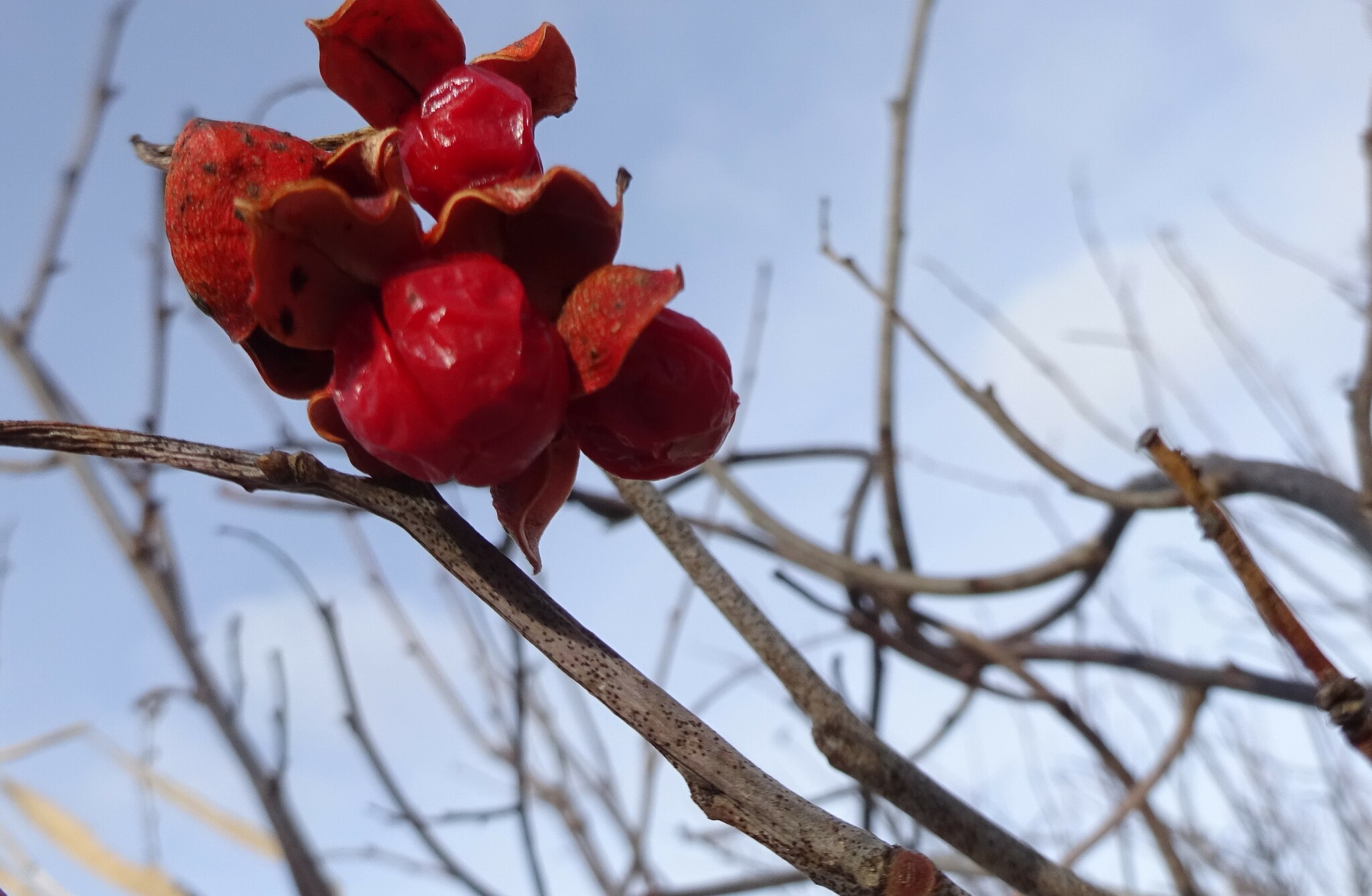 Imagem de Escada-de-jacaré