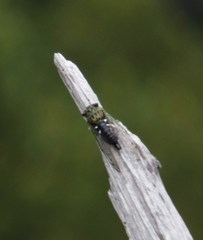 Neotibicen latifasciatus