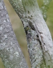 Neotibicen latifasciatus