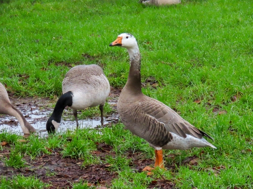 Greylag Goose x Bar-headed Goose