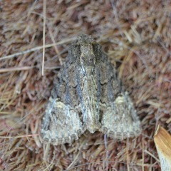 Phosphila turbulenta