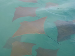 Rhinoptera steindachneri