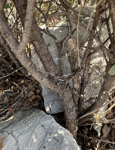 Coahuila Scrub Oak