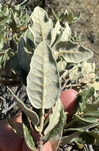 Coahuila Scrub Oak