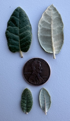 Coahuila Scrub Oak